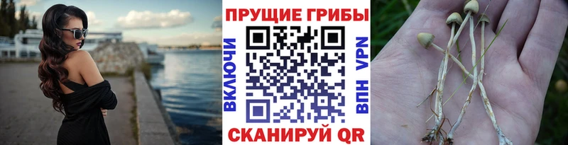 Купить где  Верхний Тагил  Псилоцибиновые грибы мицелий 